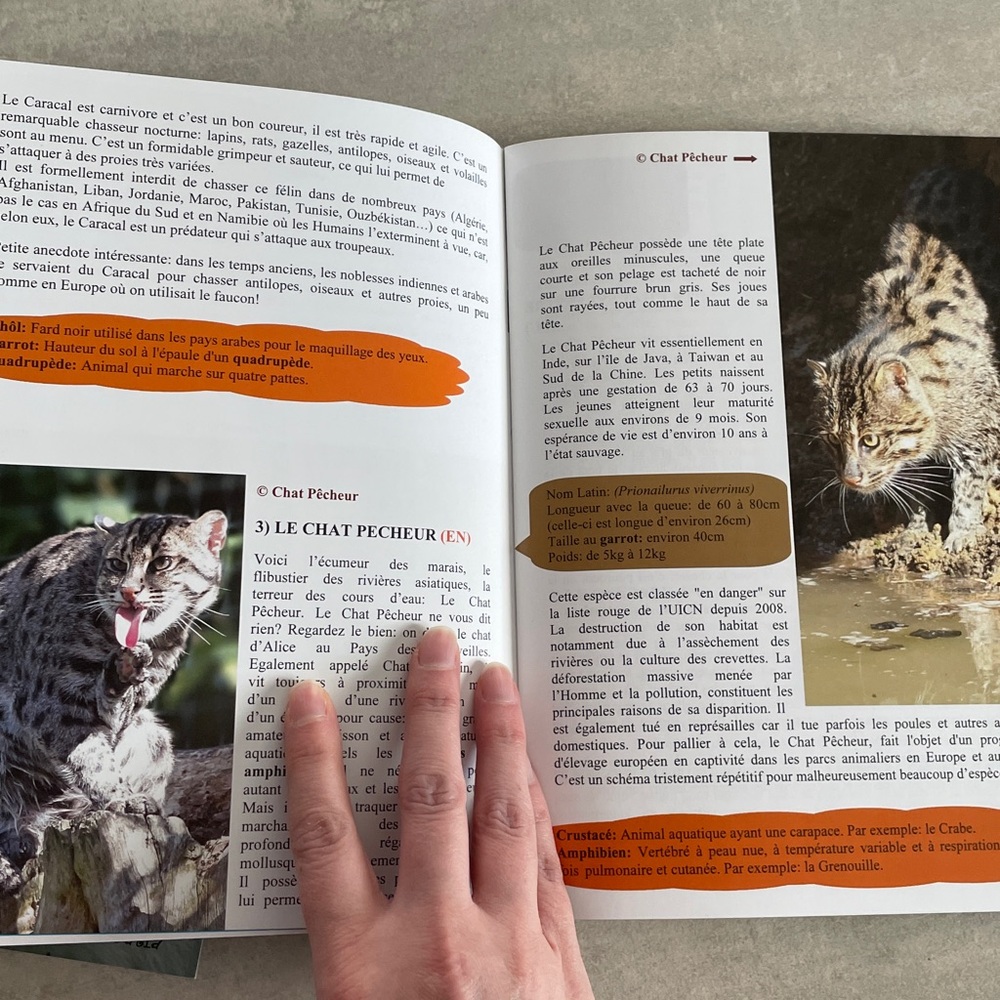 Editions Adonalia Le Loup & Les Félins livret de zoo animaux enfants - Picture 8 of 9